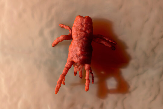 3D Rendered Illustration visualization of orange mite on skin