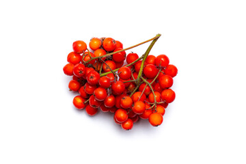 Bunch of bright orange or red rowan berries close up isolated on white, top view