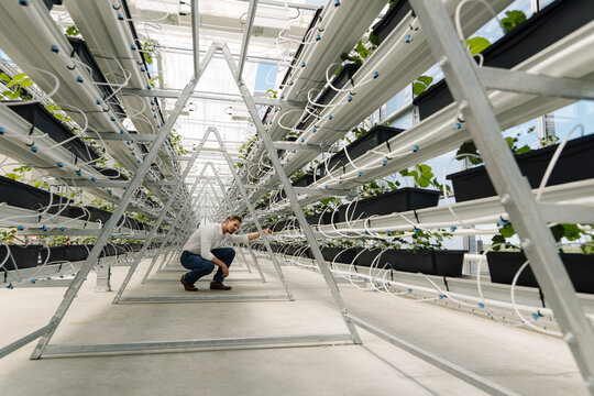 Businessman examining plants growing in greenhouse