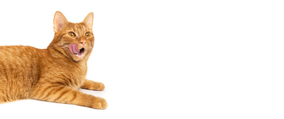 Cat on a white background isolated. Ginger tabby kitten licking its lips. Banner of sales creative...