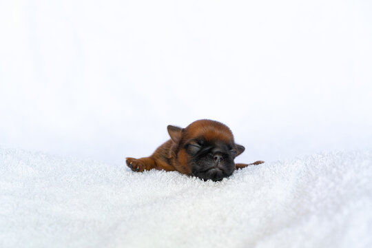 a sleeping newborn puppy of the Brussels Griffon breed of red color lies on a white background with closed eyes. High quality photo