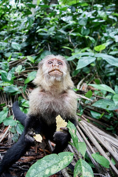 Costa Rica, Limon, Cahuita, Portrait of&Ocirc;&oslash;&Omega;capuchin monkey eating potato chips