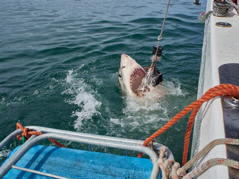 Great White Shark jumping for catching prey, Mosselbaai, South Africa