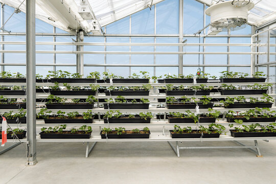 Plants growing on shelves in greenhouse