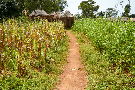 Benin, Footpath cutting through corn field with African huts in background