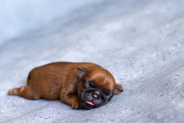a sleeping newborn puppy of the Brussels Griffon breed of red color lies on a gray background with closed eyes. High quality photo
