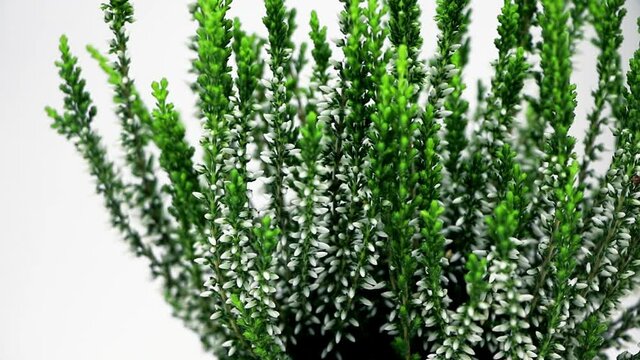 Blooming heather flowers isolated. Gardening.Common heather.Bush of flowering plants.