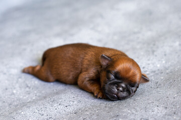 a sleeping newborn puppy of the Brussels Griffon breed of red color lies on a gray background with closed eyes. High quality photo