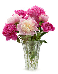 Pink peony flower on white