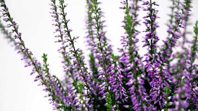 Blooming heather flowers isolated. Gardening.Common heather.Bush of flowering plants.