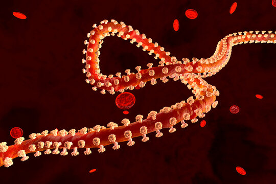 3D rendered Illustration of an Ebola virus in the blood stream surrounded by erythrocyte cells