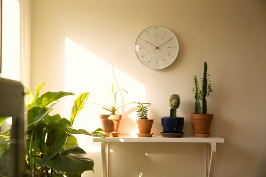 Wall clock and potted plants on shelf in a living room