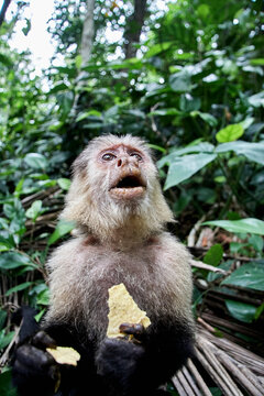 Costa&Ocirc;&oslash;&Omega;Rica, Limon, Cahuita, Portrait of&Ocirc;&oslash;&Omega;capuchin monkey eating potato chips