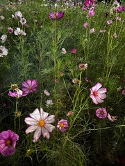 cosmos flowers on grass 들판에 핀 자연스러운 코스모스 여러송이