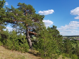The pine tree grows on the side of the hill