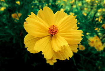 Close-up of yellow flowers on dark green background, Macro of cosmos flowers in the field, Portrait of yellow petals and orange pollen on dark background