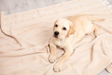 Obraz premium Cute Labrador puppy lies on the floor under the blanket of the house. Pet. Dog.