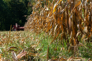 Mature maize ears on dry corn stalks in field, harvesting crops in autumn