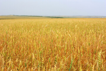 Yellow ripe ears of rye in the field