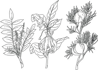 Hand drawn illustration set of a flower and plant