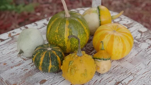 Autumn composition of mini-pumpkins of different colors and sizes.