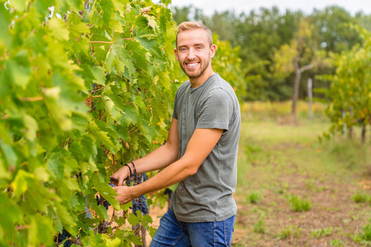 Portrait of smiling young man harvesting grapes in vineyard