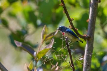 Fire-breasted flowerpecker (Dicaeum ignipectus) at Lava, Kampong, India