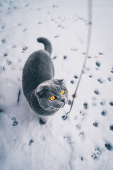 Katze auf einer verschneiten Terrasse