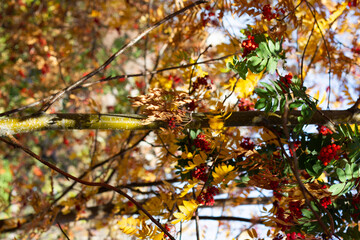 red autumn leaves