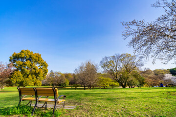 春の武蔵国分寺公園の風景・こもれび広場と木製ベンチ（2021年3月）