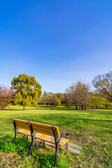 春の武蔵国分寺公園の風景・こもれび広場と木製ベンチ（2021年3月）
