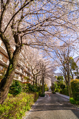 西国分寺・史跡通りの桜並木（2021年3月）