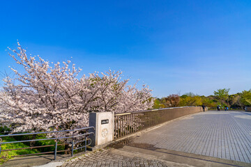 Fototapeta na wymiar 武蔵国分寺公園の桜とふれあい橋の風景（2021年3月）