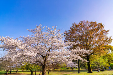桜咲く武蔵国分寺公園の風景・こもれび広場に咲く桜（2021年3月）