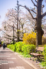 国立大学通りの桜並木と歩道のベンチ（2021年3月）