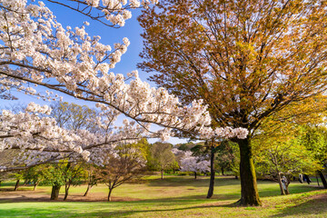 桜咲く武蔵国分寺公園の風景・こもれび広場に咲く桜（2021年3月）