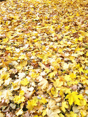 Autumn leaves
