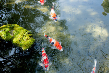 錦鯉　コイ　日本庭園　池