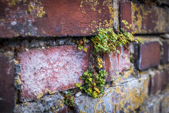 Germany, Bavaria, Nuremberg, Detail of brick wall with plants