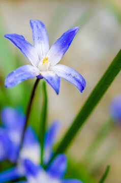 Germany, Purple scilla flower in bloom