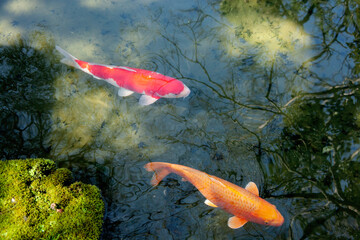 錦鯉　コイ　日本庭園　池