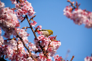 青空とメジロ　桜とメジロ　目白　メジロ