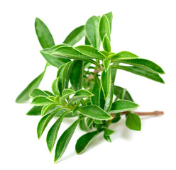 Obraz premium fresh Winter savory (Satureja montana) isolated on white background