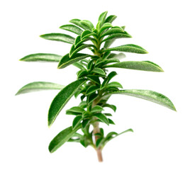 fresh Winter savory (Satureja montana) isolated on white background