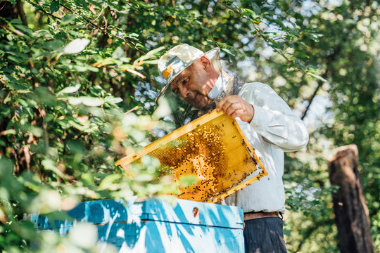 Russland, Beekeeper checking frame with honeybees
