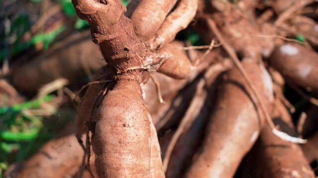 Close up cut cassava plant on farm