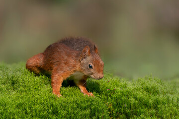  Beautiful Eurasian red squirrel (Sciurus vulgaris) in the forest of Noord Brabant in the Netherlands.                                                                                                  