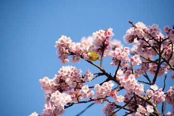 青空とメジロ　桜とメジロ　目白　メジロ
