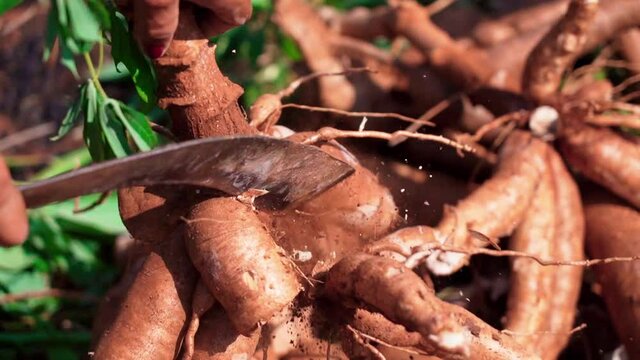 Close up cut cassava plant on farm