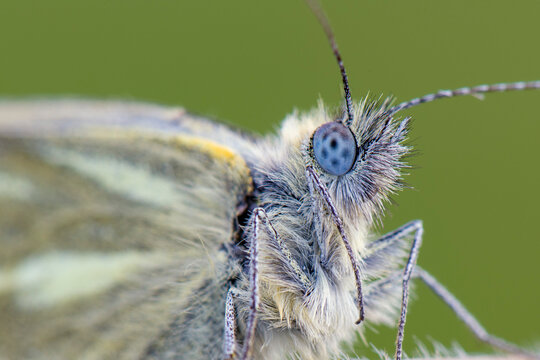 Green-veined White, Pieris napi